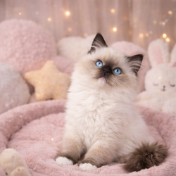 ragdoll kitten Amirra
